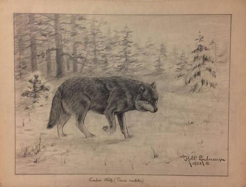 Timber Wolf (canis nubulis)
