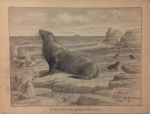 California Sea-Lion (zaluphus californianus)