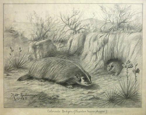 Colorado Badger (Taxidea taxus phippsi)
