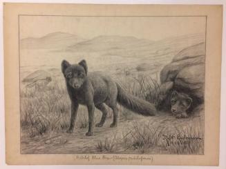 Pribilof Blue Fox (Alopex pribilofensis)
