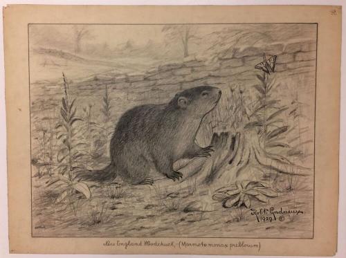 New England Woodchuck (marmota monax preblorum)