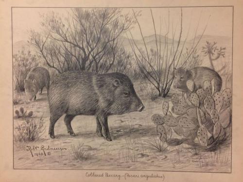 Collared Peccary (Pecari angulatus)