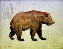 Grizzly Bear, Lower Rockies
