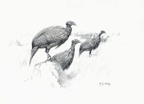 The Vulturine Guinea-Fowl