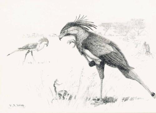 Secretary Birds
