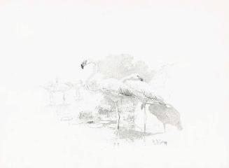 Flamingos at Lake Hannington