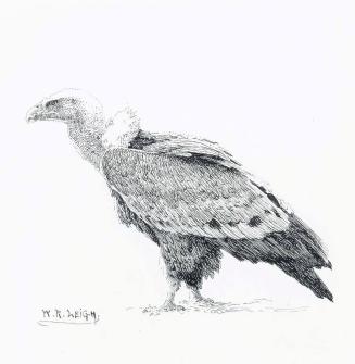 Griffon Vulture