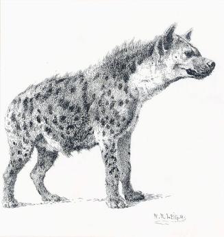 Hyena