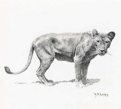 Lioness