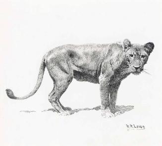 Lioness