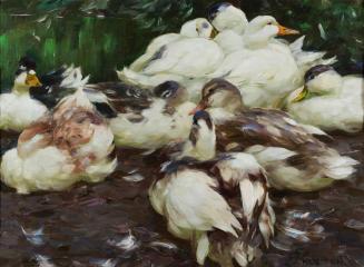 Ducks