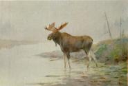 Hopkins Family Archival Collection, National Museum of Wildlife Art