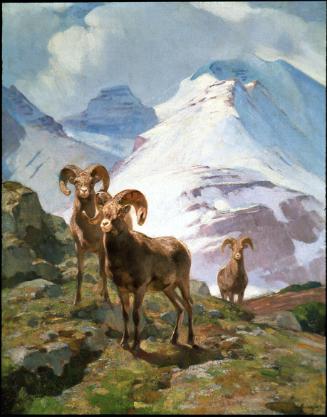 Courtesy Buffalo Bill Center of the West