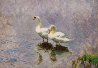 Swans