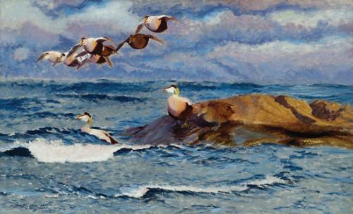 Eider Ducks by the Sea