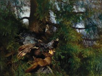 Pine Marten Attacking Cock Capercaillie