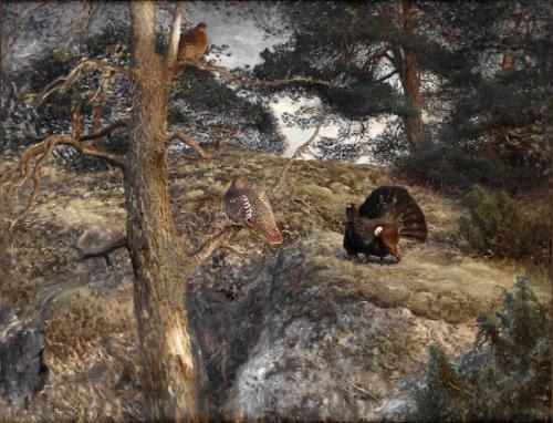 Displaying Capercaillie