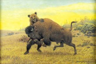 Bison Fighting Bear