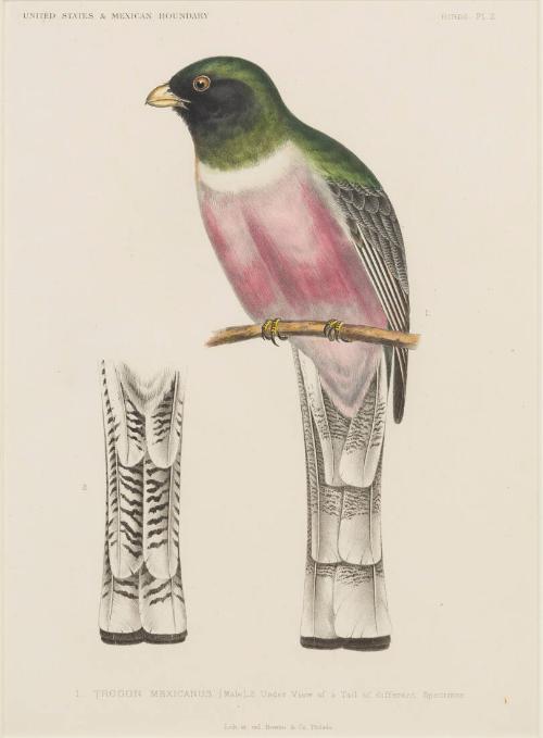 Trogon Mexicanus