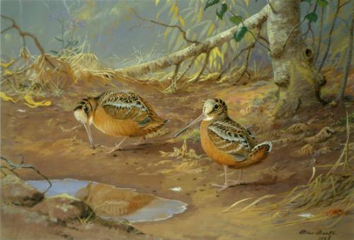 Woodcocks