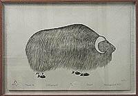 Musk-Ox