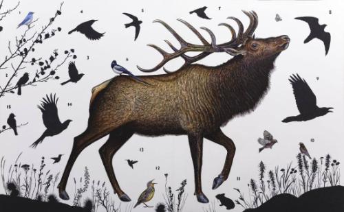 American Elk (Wyoming)
