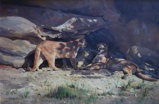 Two Mountain Lions