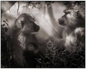 Baboons in Profile, Nakuru, 2007