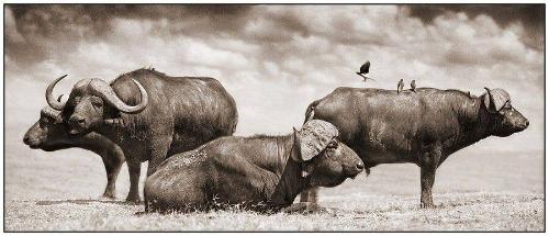 Buffalo Group Portrait, Amboseli, 2006