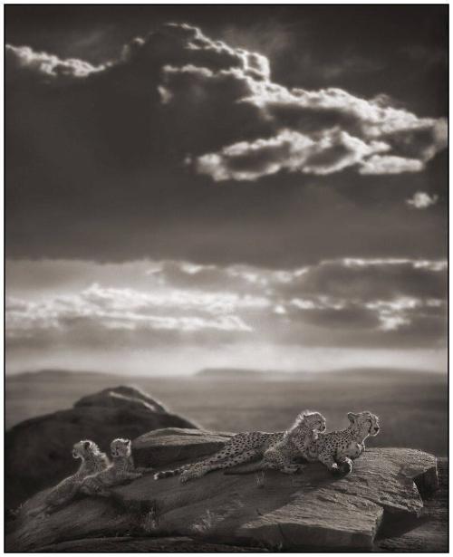 Cheetah and Cubs Lying on Rock, Serengeti, 2007