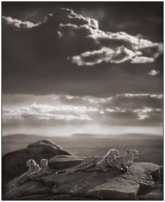 Cheetah and Cubs Lying on Rock, Serengeti, 2007