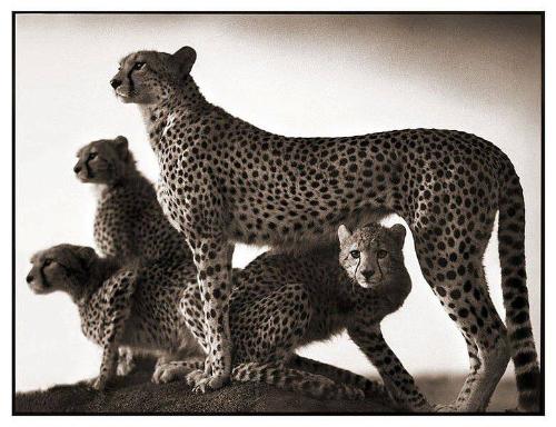 Cheetah and Cubs, Maasai Mara, 2003