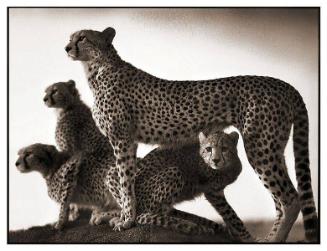 Cheetah and Cubs, Maasai Mara, 2003