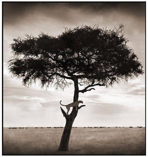 Cheetah in Tree, Maasai Mara, 2003