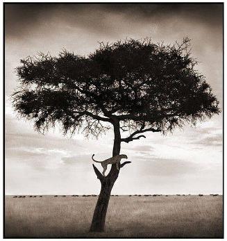 Cheetah in Tree, Maasai Mara, 2003