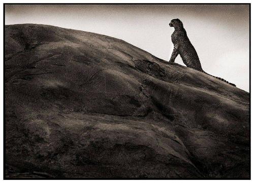 Cheetah on Rock, Serengeti, 2001