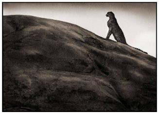 Cheetah on Rock, Serengeti, 2001