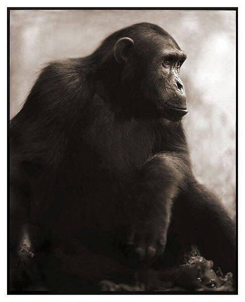 Chimpanzee Posing, Manhale, 2003