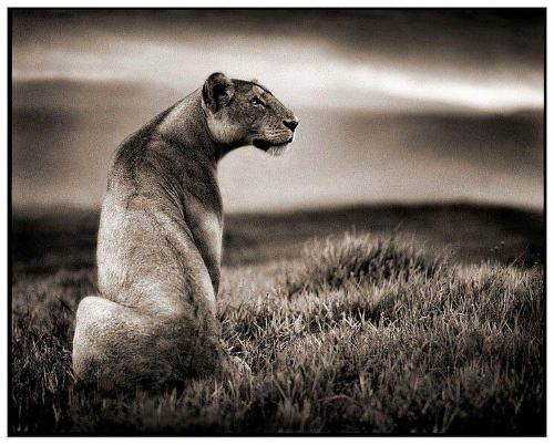 Crater Lioness, Ngorongoro Crater, 2000
