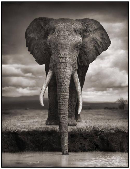 Elephant Drinking, Amboseli, 2007