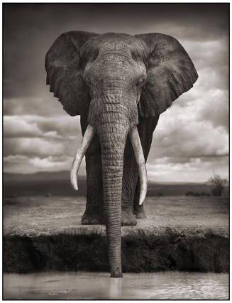 Elephant Drinking, Amboseli, 2007