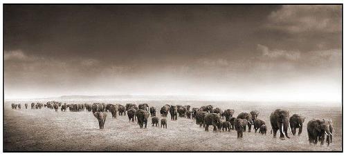 Elephant Exodus II, Amboseli, 2004