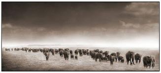 Elephant Exodus II, Amboseli, 2004
