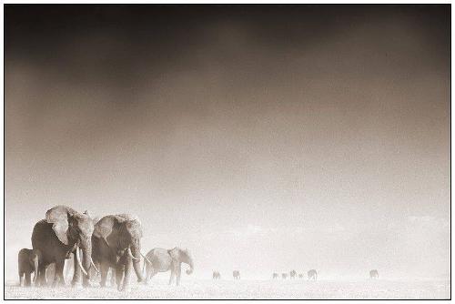 Elephant Ghost World, Amboseli, 2005