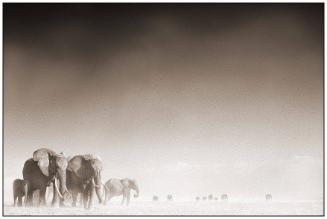 Elephant Ghost World, Amboseli, 2005
