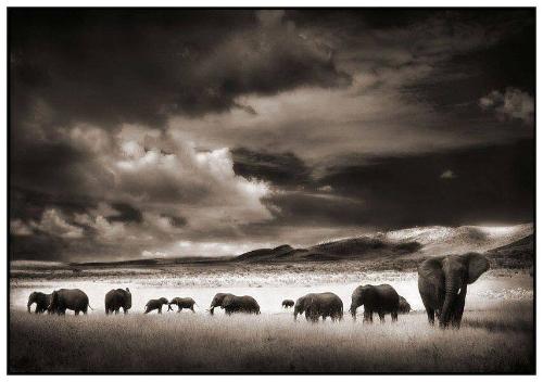 Elephant Herd, Serengeti, 2001