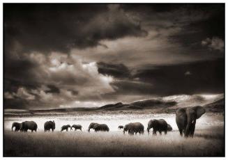 Elephant Herd, Serengeti, 2001