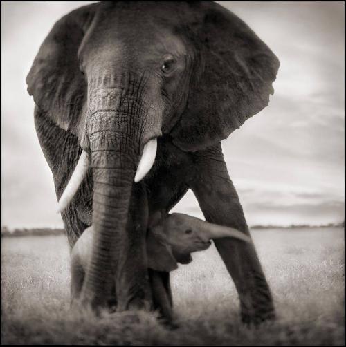 Elephant Mother and Baby Holding Leg, Serengeti, 2002