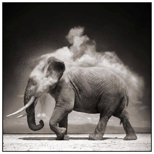 Elephant with Exploding Dust, Amboseli, 2004