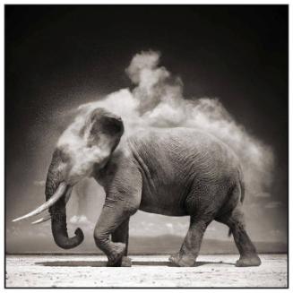 Elephant with Exploding Dust, Amboseli, 2004